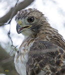 Red tailed Hawk 3810
